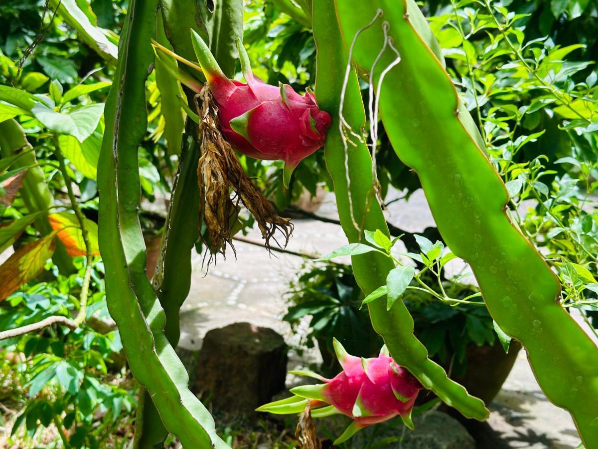 Do River Homestay Hội An Extérieur photo